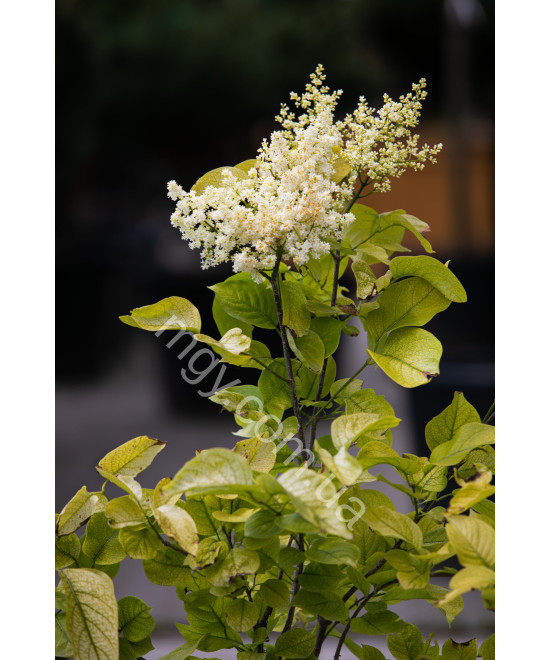 Бузок сітчастий Іворі Сілк (Syringa reticulata Ivory Silk)