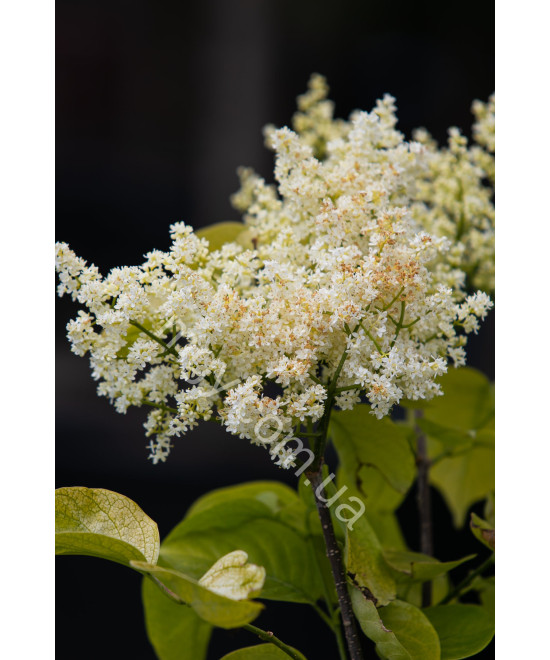 Бузок сітчастий Іворі Сілк (Syringa reticulata Ivory Silk)