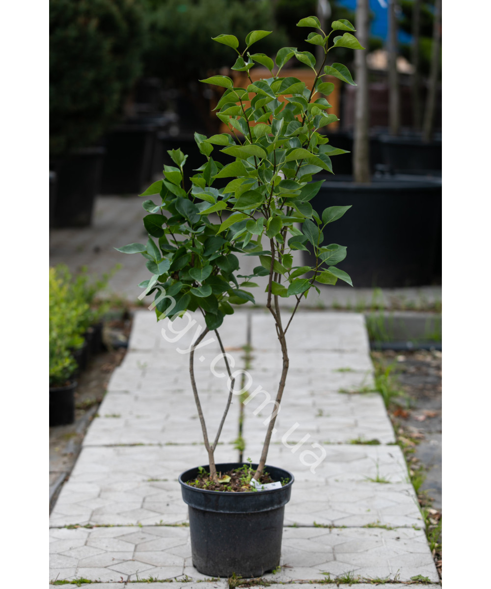 Бузок звичайний Сенсація (Syringa vulgaris Sensation)