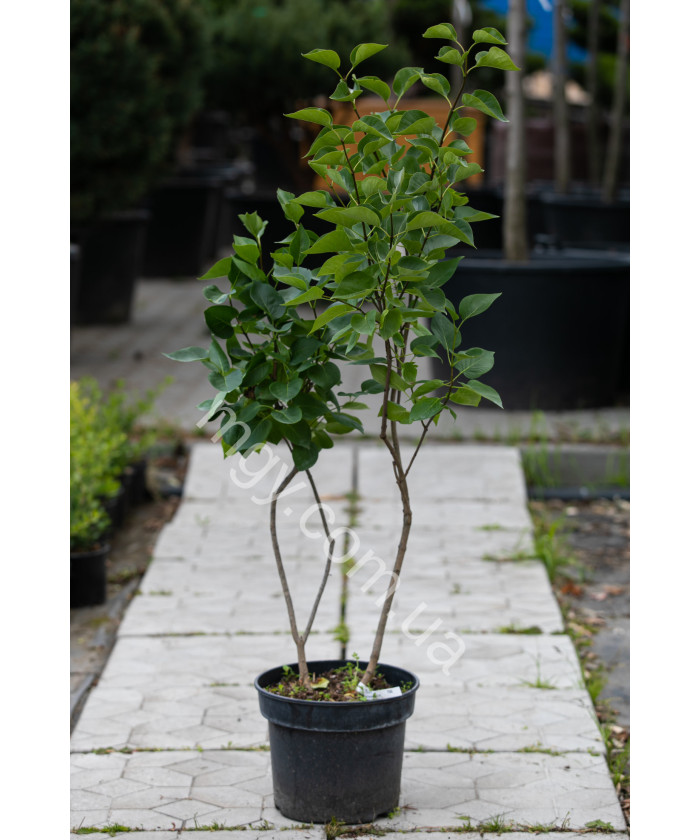 Бузок звичайний Сенсація (Syringa vulgaris Sensation)