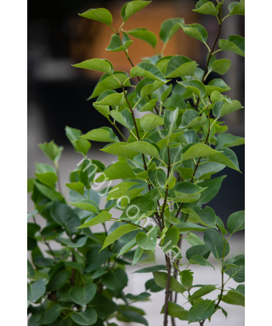 Бузок звичайний Сенсація (Syringa vulgaris Sensation)