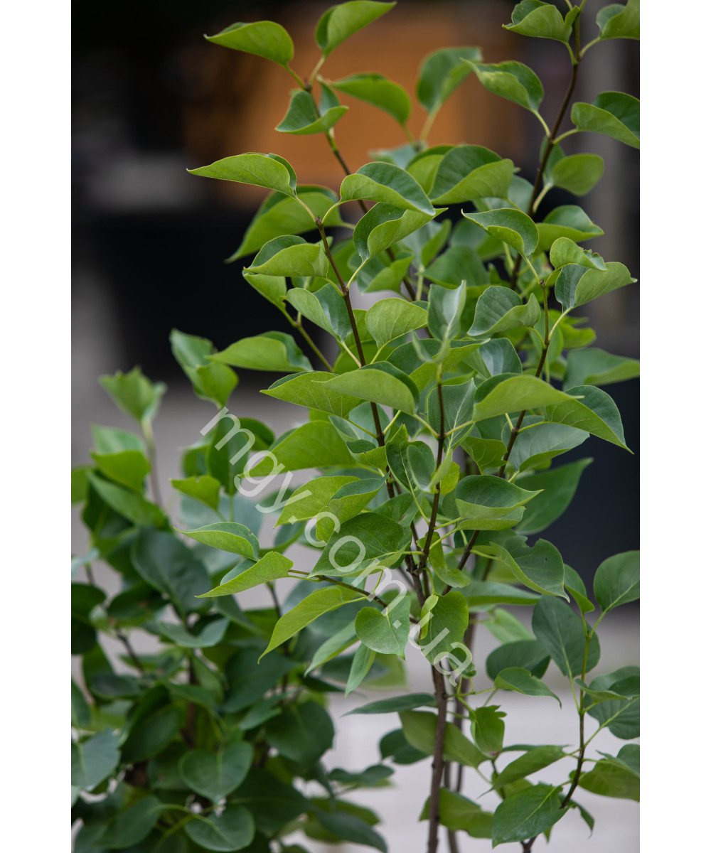 Бузок звичайний Сенсація (Syringa vulgaris Sensation)