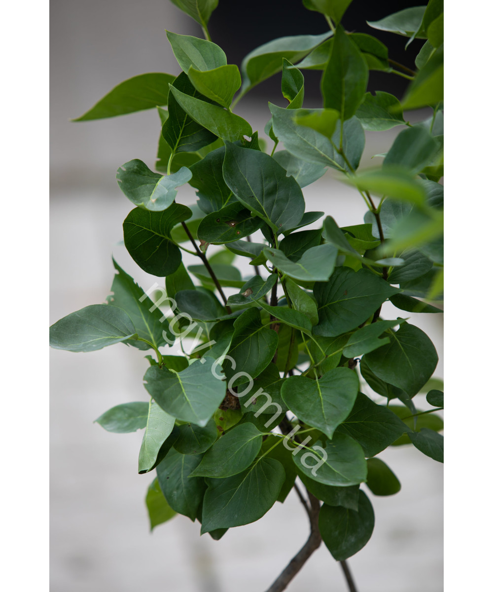 Бузок звичайний Сенсація (Syringa vulgaris Sensation)