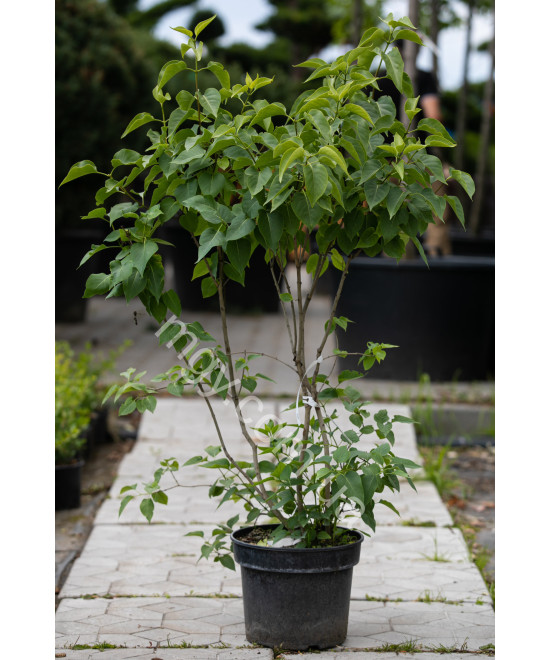 Бузок звичайний Мадам Лемуан (Syringa vulgaris Mme Lemoine)