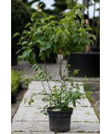 Бузок звичайний Мадам Лемуан (Syringa vulgaris Mme Lemoine)