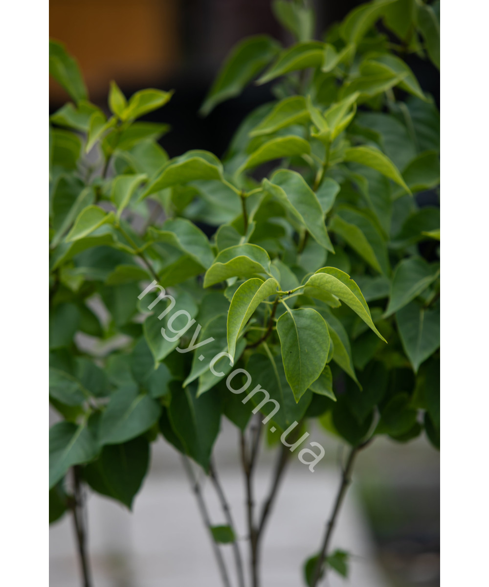 Бузок звичайний Мадам Лемуан (Syringa vulgaris Mme Lemoine)