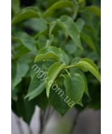 Бузок звичайний Мадам Лемуан (Syringa vulgaris Mme Lemoine)