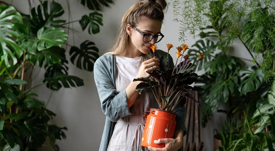 plant-image-1.jpg